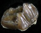 Oligocene Horse (Mesohippus) Molar #25080-1
